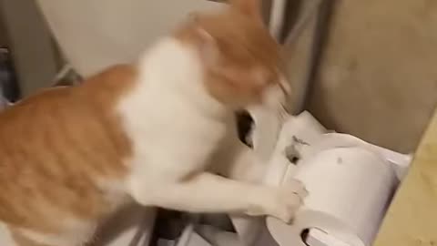 Shredding toilet paper