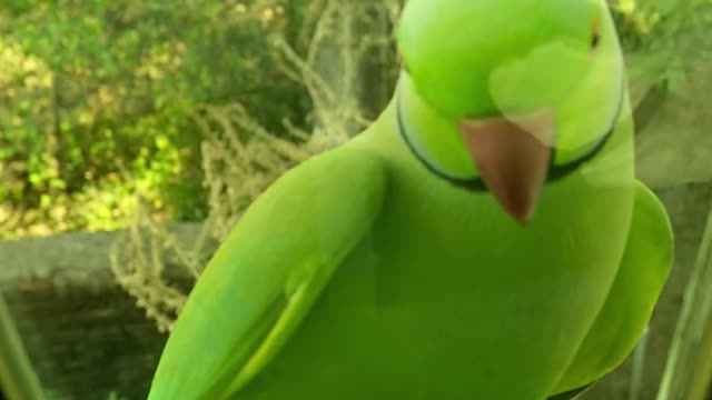 Indian ringneck stands by the window