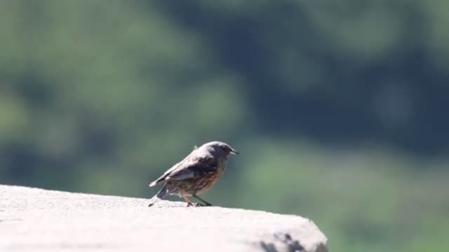 Alpine bird