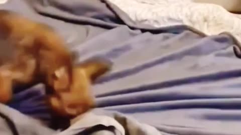 Funny Cat Videos #2024