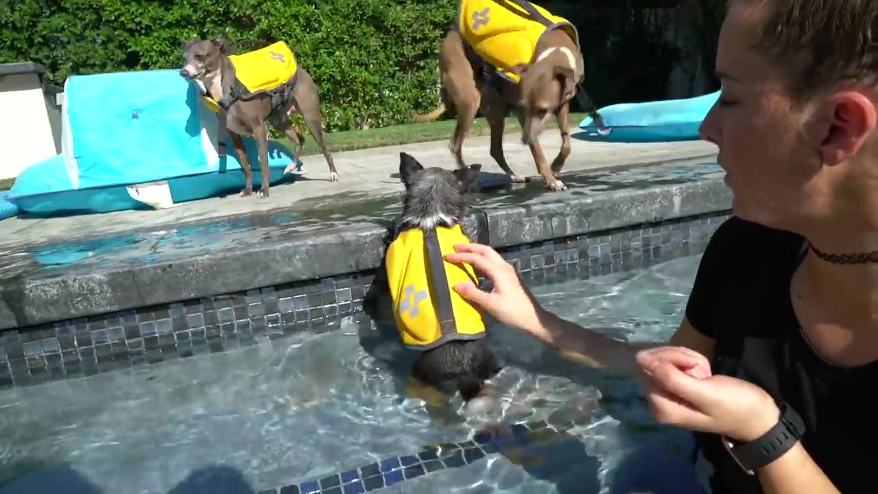 Teaching my dog how to swim