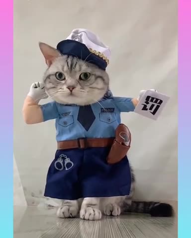 Funniest cat funny comedy scenes 🤣🤣