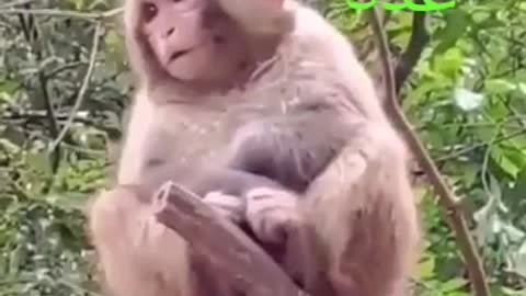 The smile of the monkey is unparalleled🐒🐒
