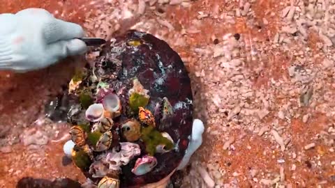 Sea turtle can't move with tons of spines on their shells, Need to remove barnacles that it can live