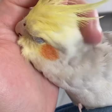 The owner of the cocktail bird plays with him and gives him a massage until he recovers and relaxes