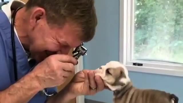 Take simo to the pet hospital