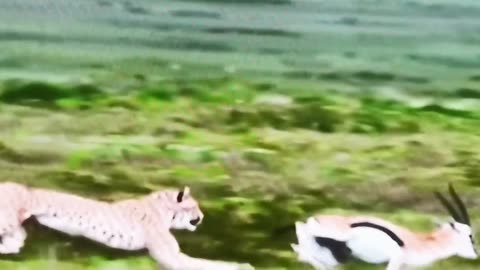 leopard vs deer wildlife animal 🦌