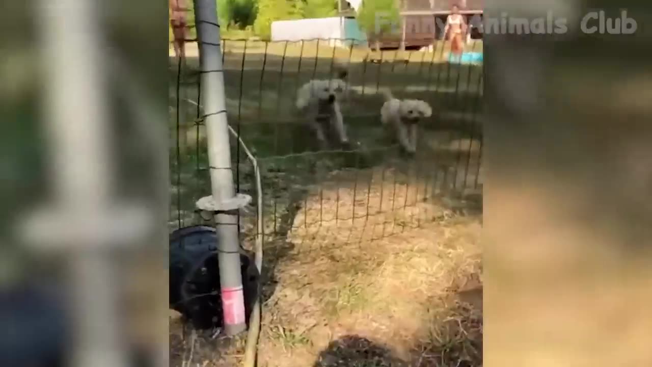 Funny animal videos 2023 & dog @ cat