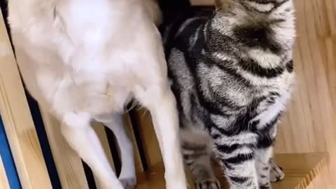 Funny Cat wants to play with Cute Dogs