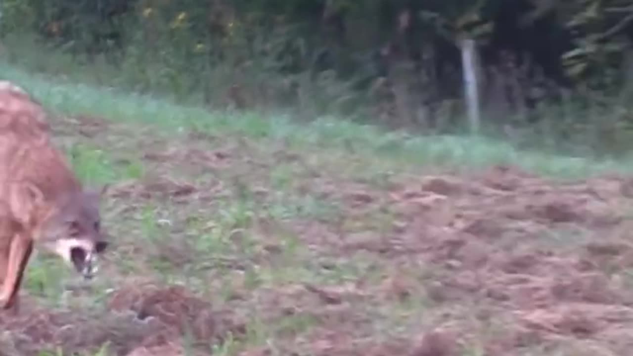 Jackals Celebrate Vicktory over fleeing Dog