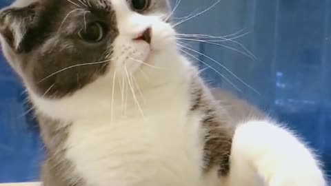FUNNY CAT