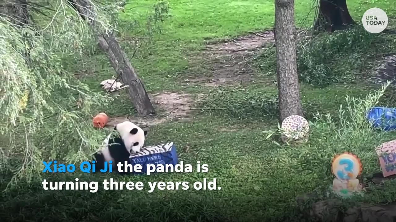 Panda loaned to United States set to return with family in China | USA TODAY