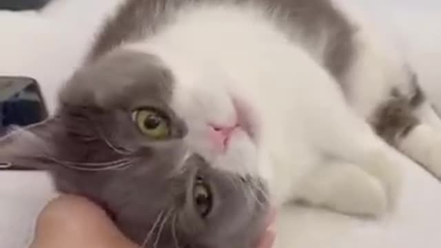 cute cat