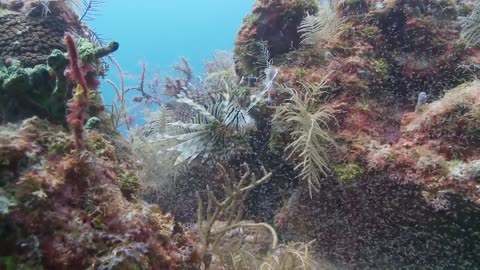 Lionfish invasive Species In Biscayne Bay