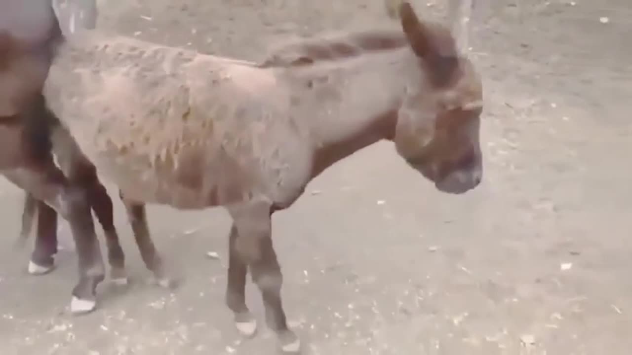 failed donkey matting attempts