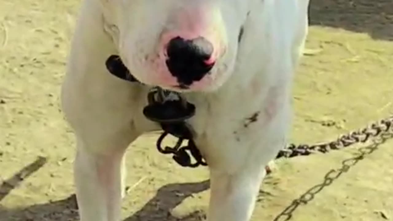 dog fightir