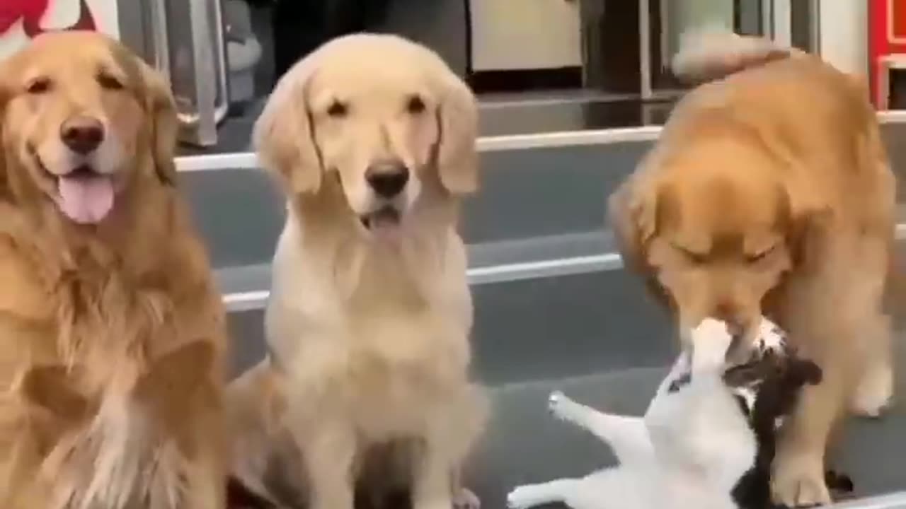 Funny dog and cat 😺🐈 vedeo