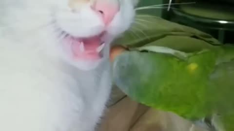 Cat and parrot fight