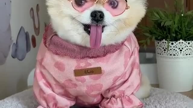 pet dog wears glasses