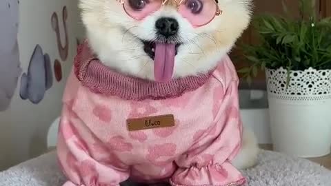 pet dog wears glasses