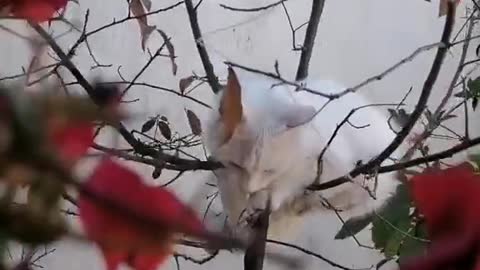dogs and fierce dogs.