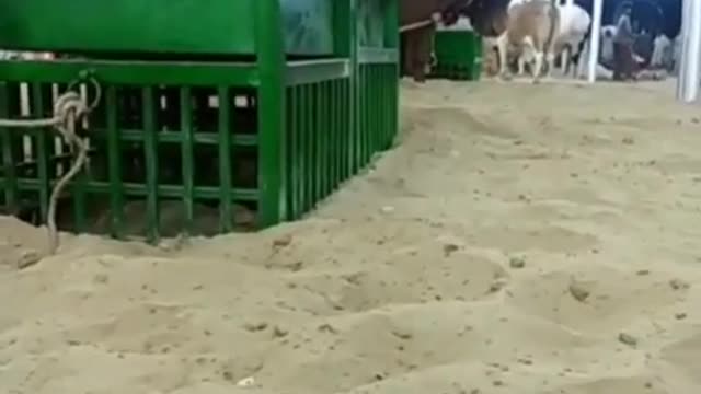 HEAVY Bulls & Cows 2021