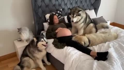 Wolf Pack Know Mom Is Pregnant! They Protect Their Little Pack Member! (So Cute!!)