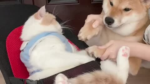 Cute and Funny Cat and dog Videos/ Smile Cats and Dancing Cats #E003