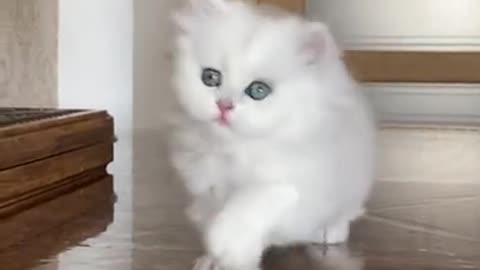 🔥top trending the best pet compilation #short(2)