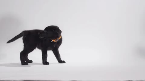 Labrador Retriever puppy on white screen playing