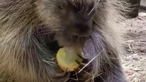 Funny animaux 1