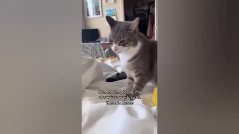 HOUR FUNNY CATS COMPILATION 2022😂_ Funny and Cute Cat Videos😸 ! - 017