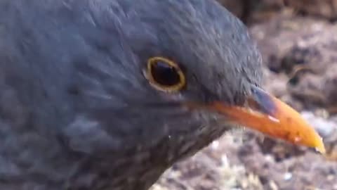amazing blackbirds