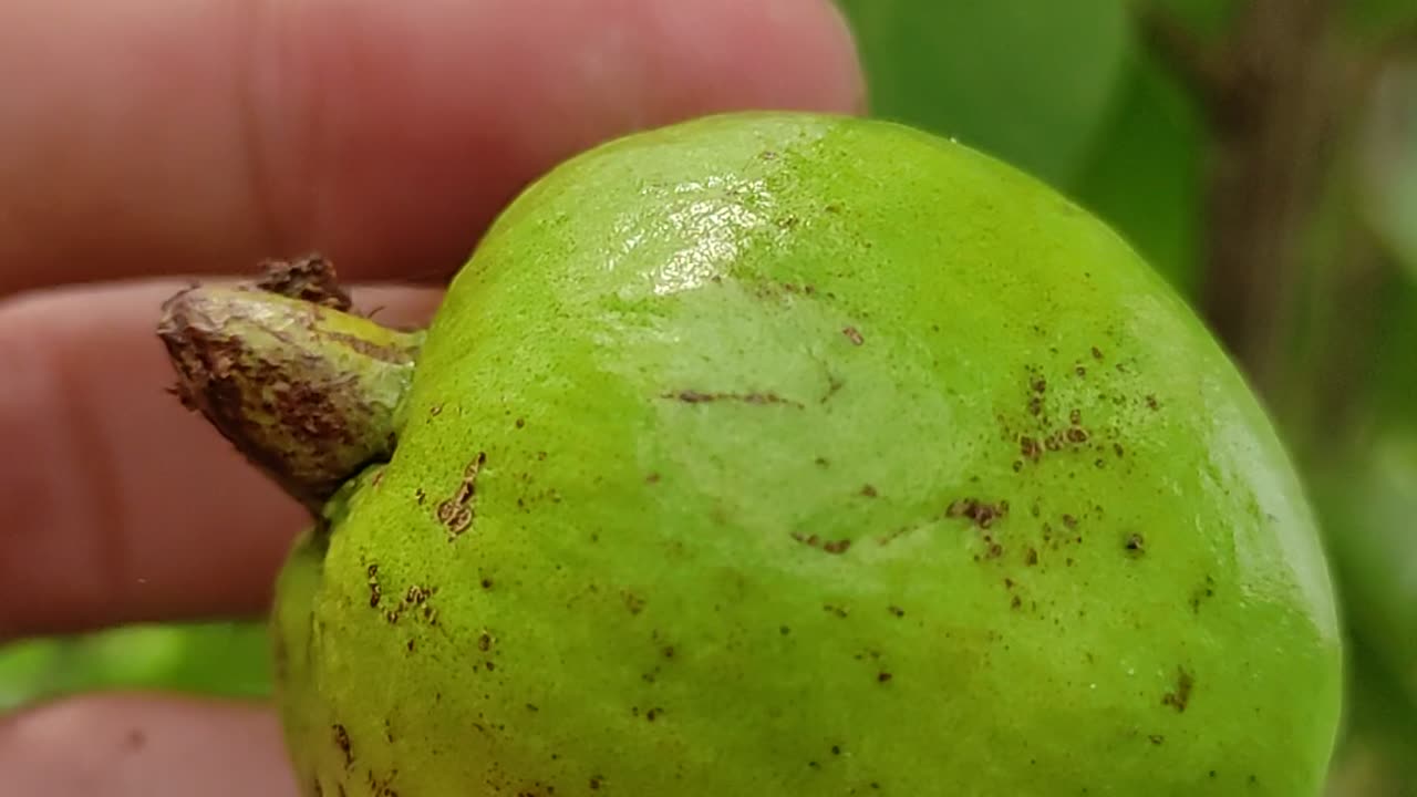 Fresh Guava