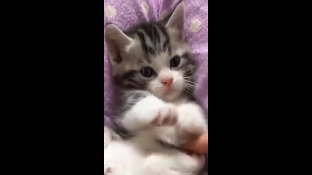 The Best Funny Cat Videos Of The 2023 - Funny Cats Compilation #18