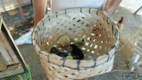 Creative techniques for raising and Feeding Chickens on a free-range! Newly hatched native chicks!