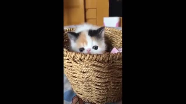 Cute Baby Cats | Cute And Funny Cat Videos Compilation | Funny Cat Videos