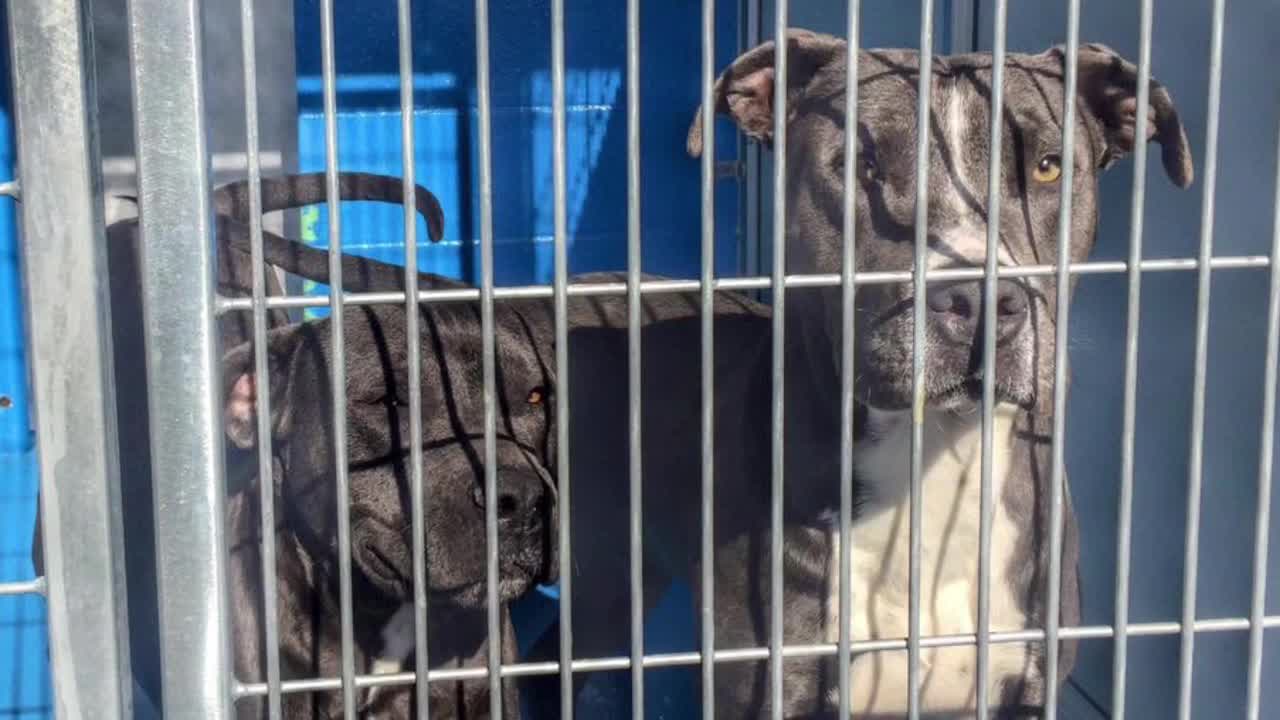 Pit Bulls on Death Row get a second chance at life