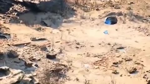 Predatory Eagle Trapped itself #shorts #viral #shortsvideo #video