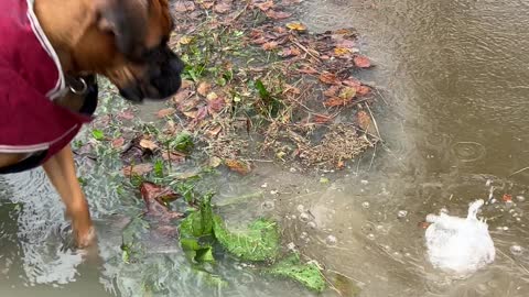 iPhone Water Resistance Tested by Scared Doggy