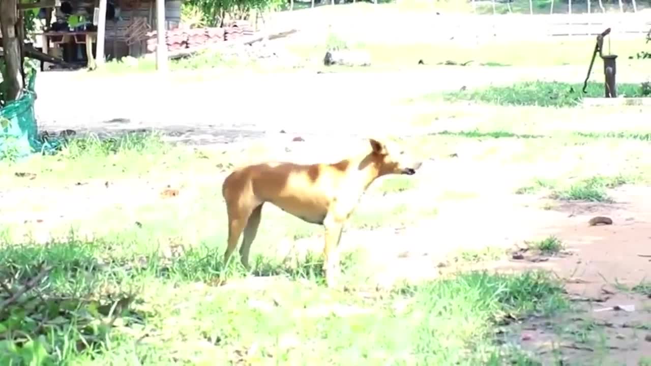 Prank dog