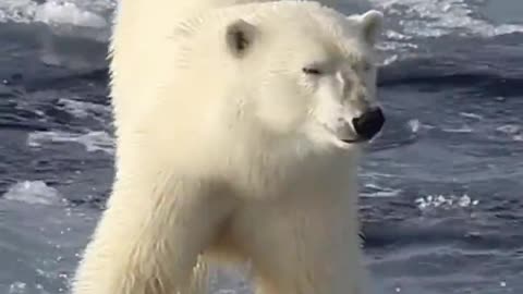 The cautious polar bear