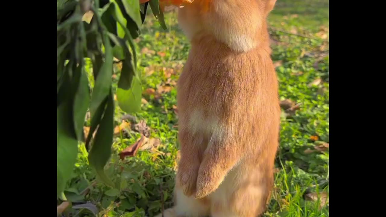 Funny video | Rabbit eating #funny #fun #shorts #funnyshorts