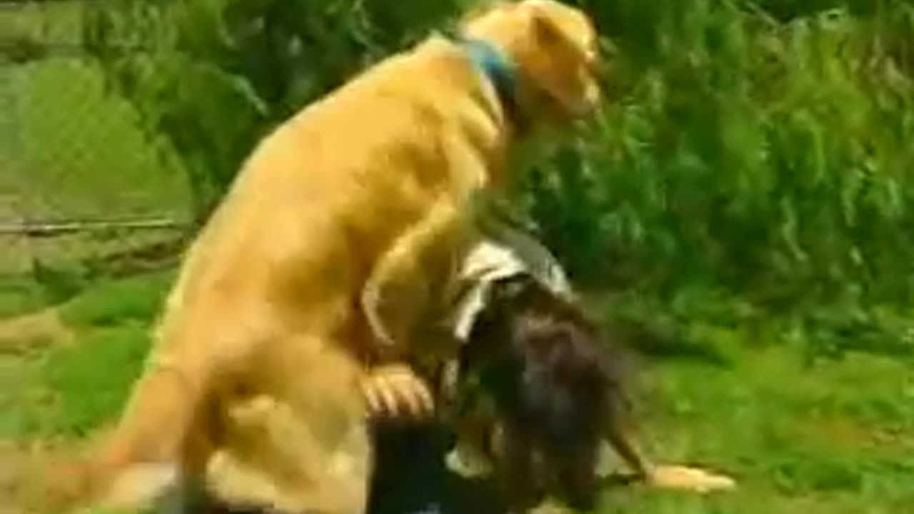 DOG GETTING FRISKY