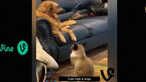 Best Funny Animal Videos Of The 2023 🤣 - Funniest Cats And Dogs Videos 😺😍😂🐶 Funny cat & dog videos 😍