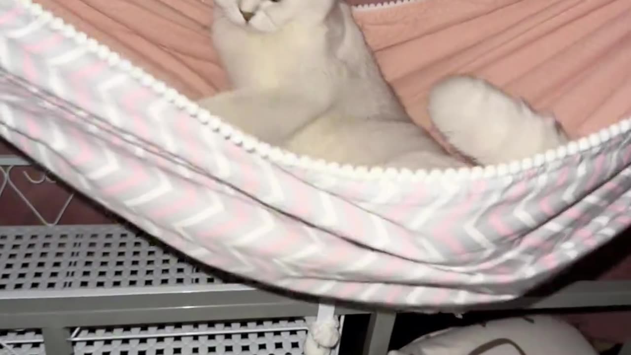 cat sleep drama queen video