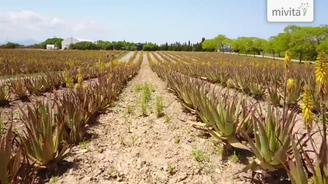 Aloe Vera Produkte