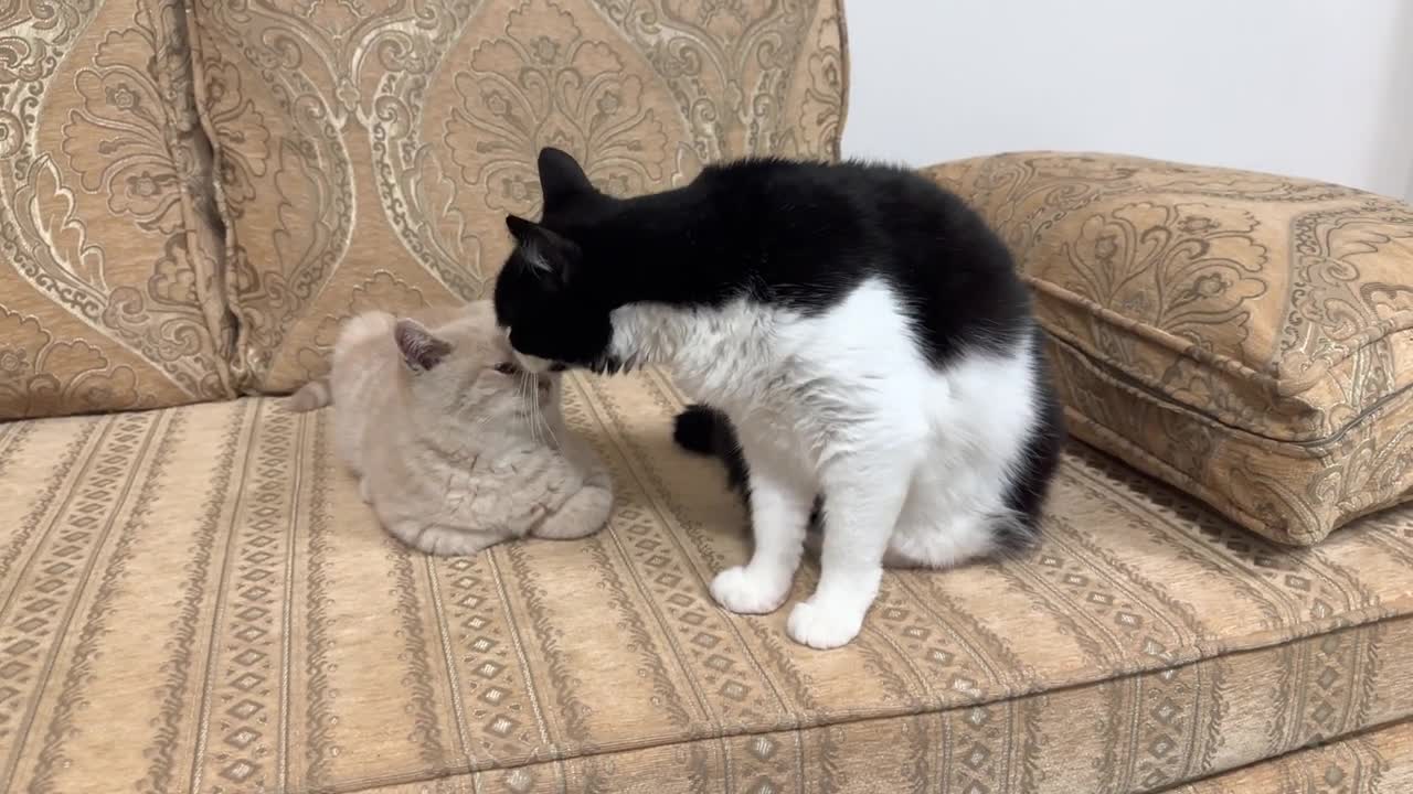 Cat Lovingly Grooms Kitten