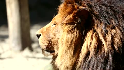 Lion portrait