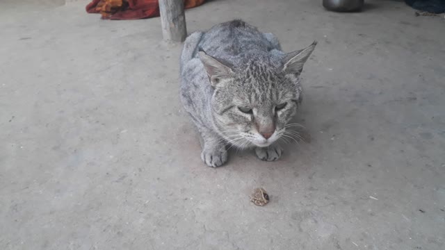 Indian kids having fun with cat.